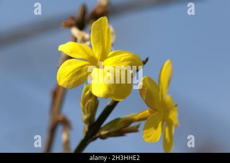 Winterjasmin; jasminum; Nudiflorum; Stockfoto