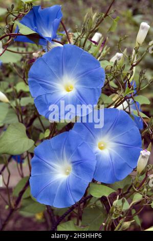 Pompon Rebe; Ipomoea Stockfoto