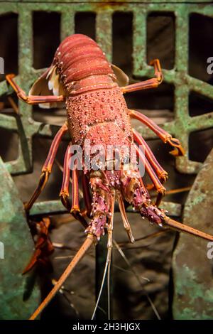 Lebender Hummer in einem Aquarium Stockfoto