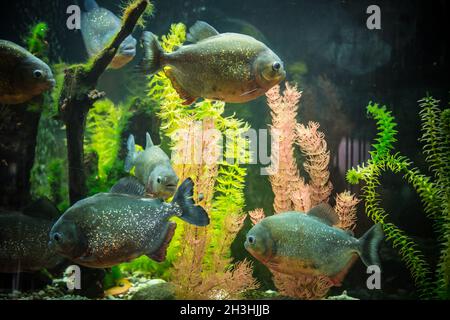 Schwarm tropischer Piranha-Fische im Süßwasseraquarium Stockfoto