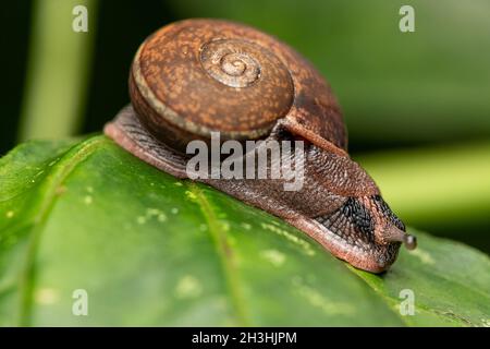 Pleurodonte guadeloupensis ist eine Art tropischer Luft atmender Landschnecke auf einer grünen Pflanze Stockfoto