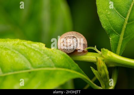 Pleurodonte guadeloupensis ist eine Art tropischer Luft atmender Landschnecke auf einer grünen Pflanze Stockfoto