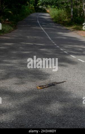Rattenschlange, die auf der Straße von einem Fahrzeug getötet wurde, das über die Schlange rannte. Stockfoto