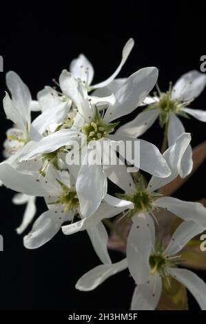 Felsenbirne, Amelanchier, Denticulata, Stockfoto