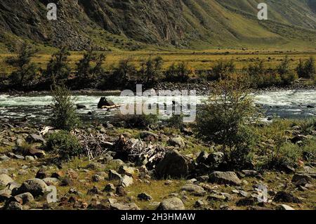 Große Steine und getrocknete Äste von Bäumen liegen am Ufer eines schönen Gebirgsflusses am Fuße des Hügels. Chulyshman Fluss, Altai, Si Stockfoto