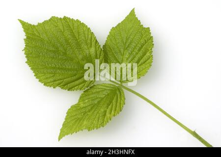 Himbeer-Flugblatt, Rubus, Idaeus, Stockfoto
