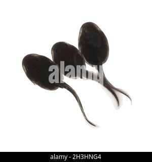 Kaulquappen, Kroket, 6 Wochen alt, Stockfoto