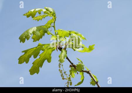 Eichenblatt; Eichenblatt; quercus; robur; Stockfoto