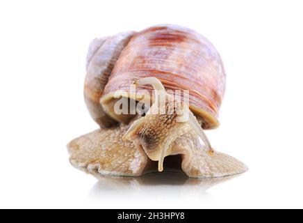 Gartenschnecke Helix aspera Stockfoto