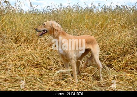 Kasachischer Windhund Tazi Stockfoto