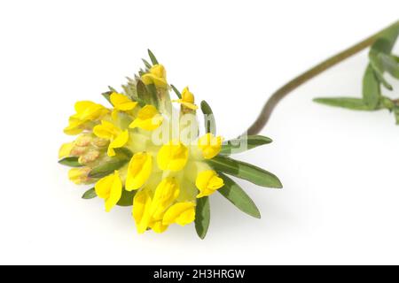 Nierenvetch; Anthyllis; Vulneraria; Stockfoto