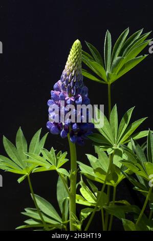 Lupine, Lupinus Angustifolius, Stockfoto