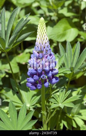 Lupine, Lupinus Angustifolius, Stockfoto