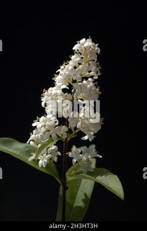 Blumenbeete, blümchen, Blumenbeete; Ligustrum; vulgare; Stockfoto