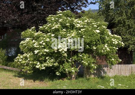 Ältester; Sambucus nigra; Stockfoto