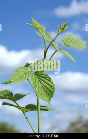 Himbeer-Flugblatt, Rubus, Idaeus, Stockfoto