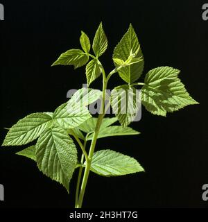 Himbeer-Flugblatt, Rubus, Idaeus, Stockfoto