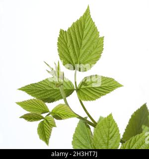 Himbeer-Flugblatt, Rubus, Idaeus, Stockfoto