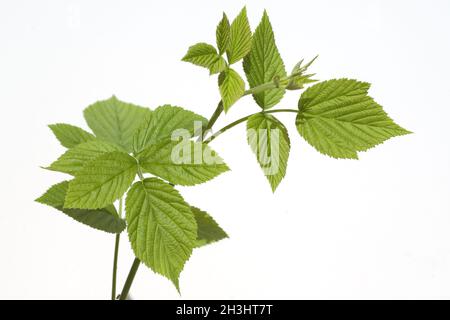 Himbeer-Flugblatt, Rubus, Idaeus, Stockfoto