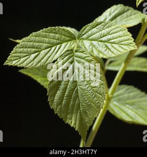 Himbeer-Flugblatt, Rubus, Idaeus, Stockfoto