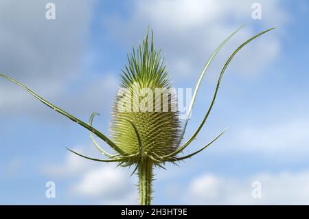 Distel; Dipsacus; Cardoon; Stockfoto