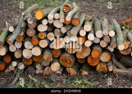 Frisch geschnitten, gestapelt, Blockstapel. Gemischte Baumarten, darunter Birke, Erle und Willow. Ergebnis des Scrub Clearance Management, neben dem Great Broad Stockfoto