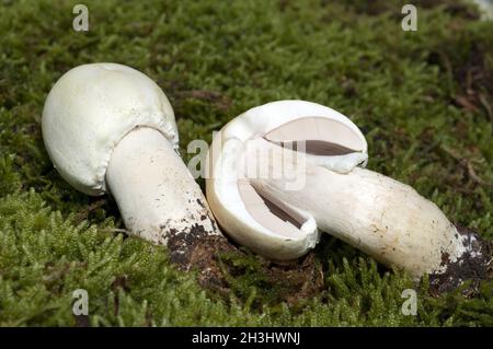 Waldchampignon, Wald-Champignon Agaricus, Silvaticus, Stockfoto