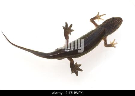 Alpenmolch; Ichthyosaura; Alpestris Stockfoto