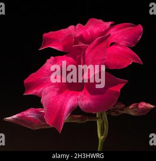 DIPLADENIA Sanderi; Sundaville; Dunkel, rot; Stockfoto
