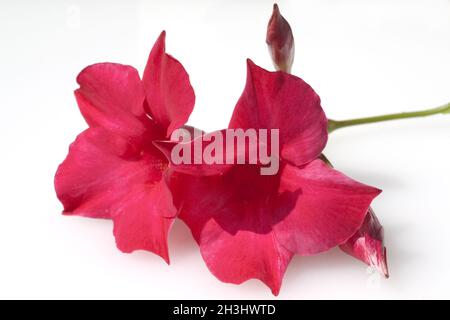 DIPLADENIA Sanderi; Sundaville; Dunkel, rot; Stockfoto
