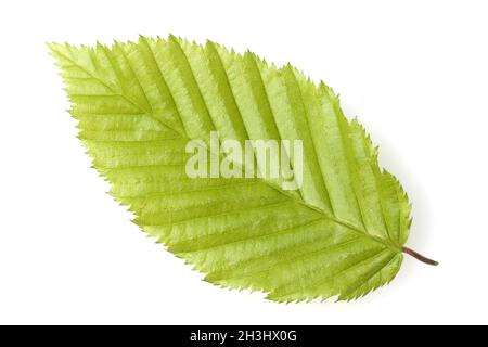 Hainbuche-Blätter; Carpinus; Betulus; Stockfoto