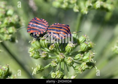 Gestreifter Käfer; Graphosoma; lineatum; Stockfoto