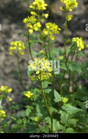 Weißer Senf; Sinapis alba; Stockfoto