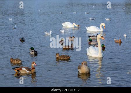 Wasservögel oder Wildvögel, die auf dem Great Broad, Whitilingham Park, Norwich, schwimmen. Mallard, Mute Swans, eingeführt, wild lebend, Ägyptische Gänse, Schwarz- Stockfoto