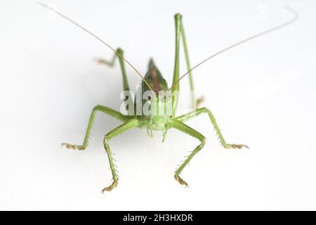 Großes Heupferd, Tettigonia, viridissima spp Stockfoto