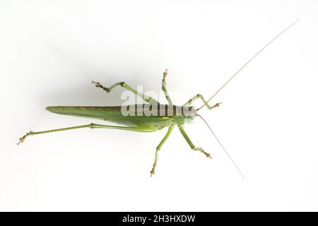 Großes Heupferd, Tettigonia, viridissima spp Stockfoto