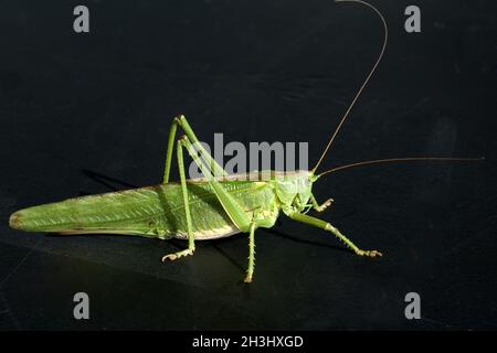 Großes Heupferd, Tettigonia, viridissima spp Stockfoto