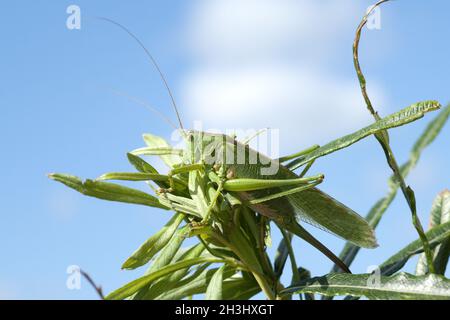 Großes Heupferd, Tettigonia, viridissima spp Stockfoto