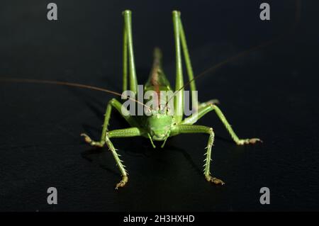 Großes Heupferd, Tettigonia, viridissima spp Stockfoto