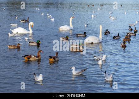 Wasservögel oder Wildvögel, die auf dem Great Broad, Whitilingham Park, Norwich, schwimmen. Mallard, Mute Swans, eingeführte ägyptische Gans, in Vorgrund, Schwarz- Stockfoto