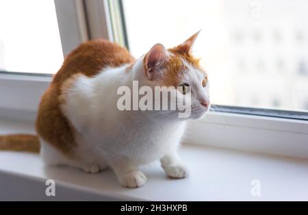 Schöne Ingwer Katze sitzt auf einem Fenster auf weißem Hintergrund Stockfoto