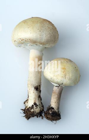 Waldchampignon, Wald-Champignon Agaricus, Silvaticus, Stockfoto