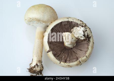 Waldchampignon, Wald-Champignon Agaricus, Silvaticus, Stockfoto
