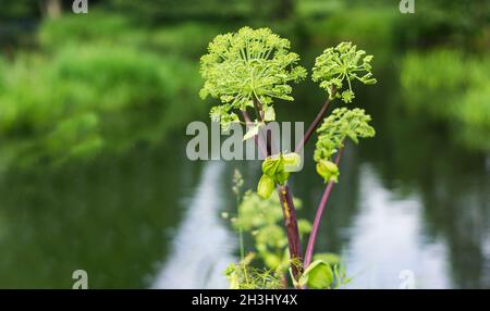 Riesige Schwalbenkräuter. Heracleum mantegazzianum, eine phototoxische Pflanze aus der Regenschirmfamilie. Stockfoto