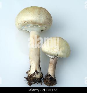 Waldchampignon, Wald-Champignon Agaricus, Silvaticus, Stockfoto
