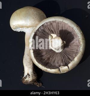 Waldchampignon, Wald-Champignon Agaricus, Silvaticus, Stockfoto