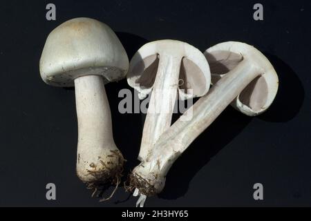 Waldchampignon, Wald-Champignon Agaricus, Silvaticus, Stockfoto