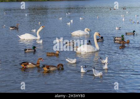 Wasservögel oder Wildvögel, die auf dem Great Broad, Whitilingham Park, Norwich, schwimmen. Greylag Goose, Mallard, Mute Swans, eingeführt Egyptian Goose, Black-h Stockfoto