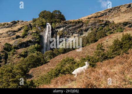 Brides Veil Wasserfall Matukituki Fluss Neuseeland. Stockfoto