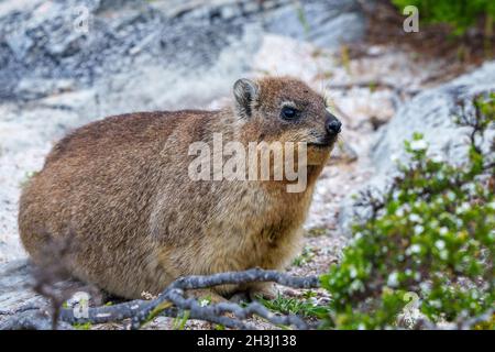 Felshyrax oder Dassie (Procavia capensis). Hermanus. Whale Coast. Overberg. Westkap. Südafrika Stockfoto